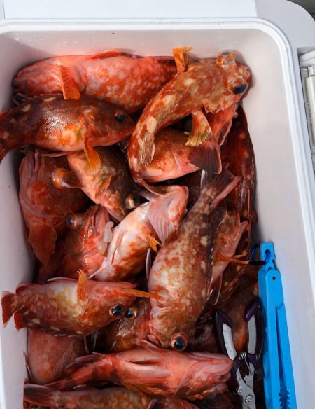 フィッシング キッタカ 釣果