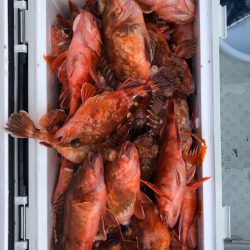 フィッシング キッタカ 釣果