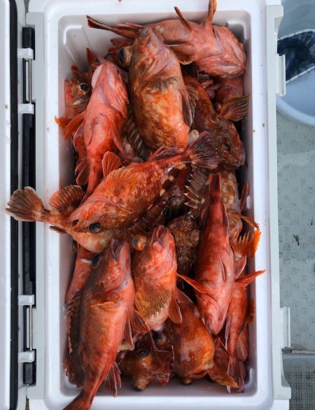 フィッシング キッタカ 釣果