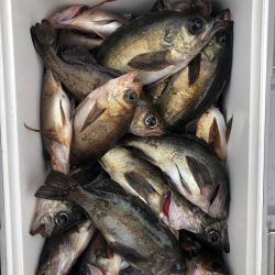 フィッシング キッタカ 釣果