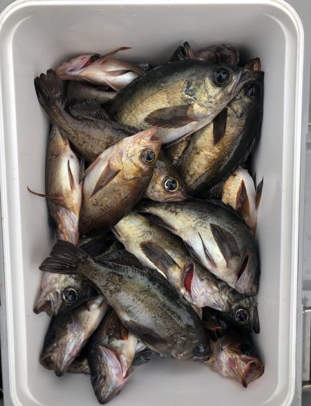 フィッシング キッタカ 釣果