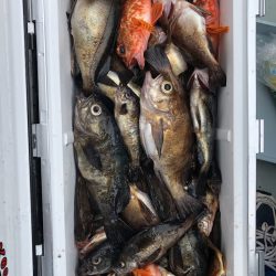 フィッシング キッタカ 釣果