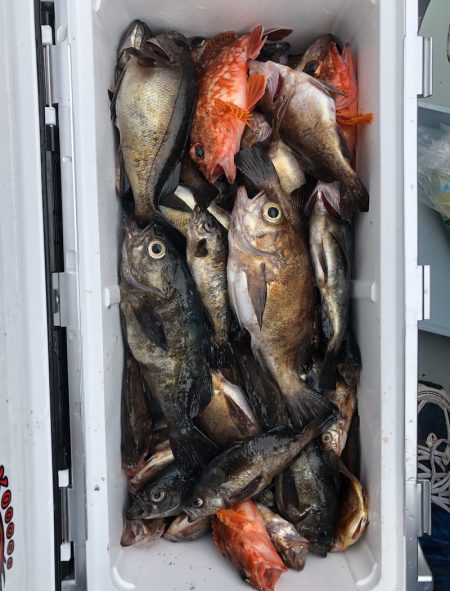 フィッシング キッタカ 釣果