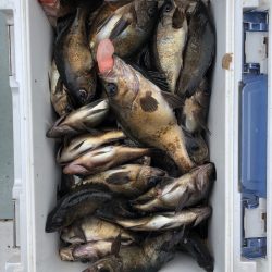 フィッシング キッタカ 釣果