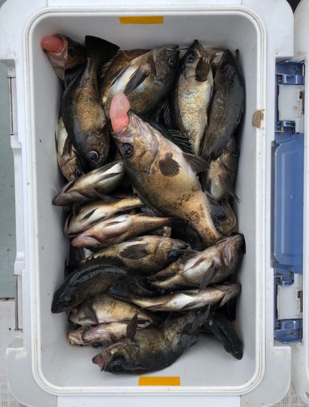 フィッシング キッタカ 釣果