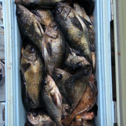 フィッシング キッタカ 釣果