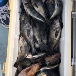 フィッシング キッタカ 釣果