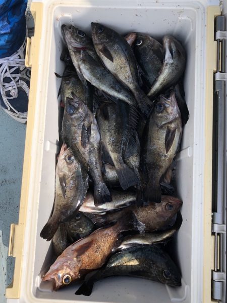 フィッシング キッタカ 釣果