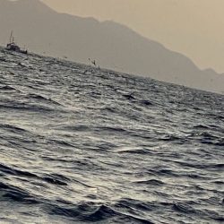 あみや渡船 JIGBOY 釣果