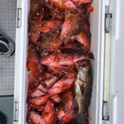 フィッシング キッタカ 釣果