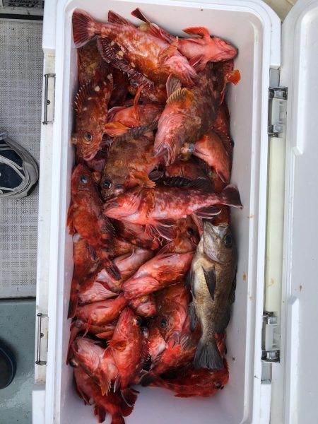 フィッシング キッタカ 釣果