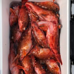 フィッシング キッタカ 釣果