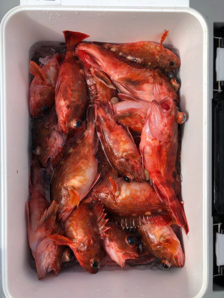 フィッシング キッタカ 釣果