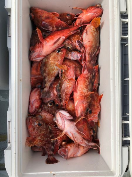 フィッシング キッタカ 釣果