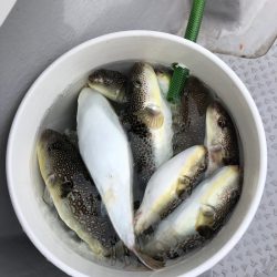 浜栄丸 釣果