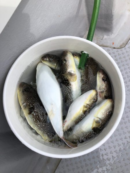 浜栄丸 釣果