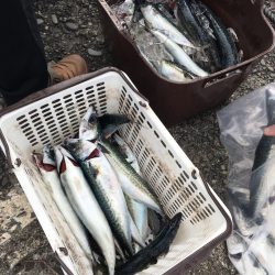 渡船屋たにぐち 釣果