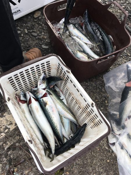 渡船屋たにぐち 釣果