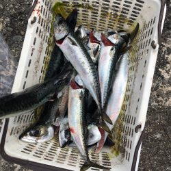 渡船屋たにぐち 釣果