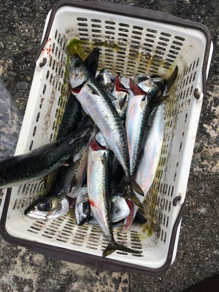 渡船屋たにぐち 釣果