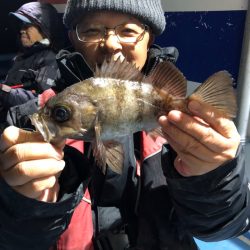 ヤザワ渡船 釣果