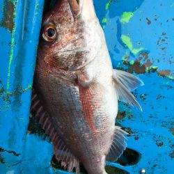 太平丸 釣果