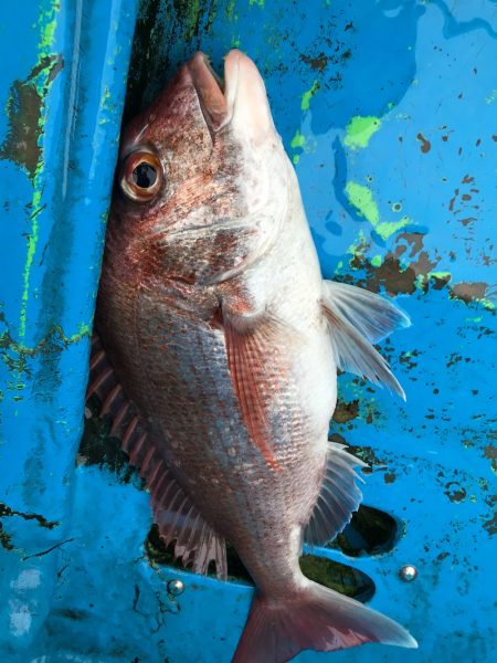 太平丸 釣果
