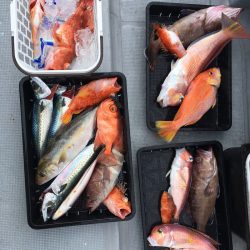 渡船屋たにぐち 釣果
