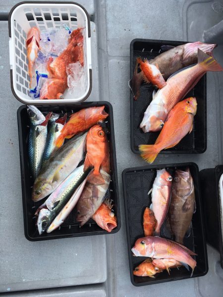 渡船屋たにぐち 釣果