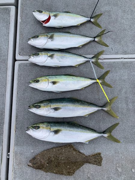 SeaRide(シーライド) 釣果