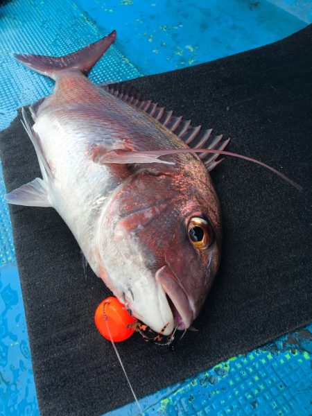 太平丸 釣果