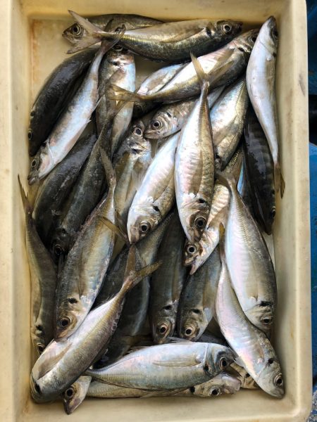 ヤザワ渡船 釣果