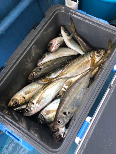 ヤザワ渡船 釣果