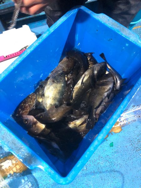 ヤザワ渡船 釣果