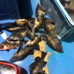 ヤザワ渡船 釣果