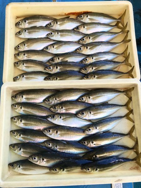 ヤザワ渡船 釣果