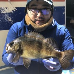 ヤザワ渡船 釣果