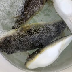 浜栄丸 釣果