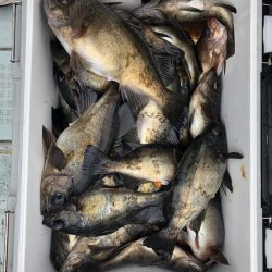 フィッシング キッタカ 釣果