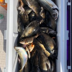 フィッシング キッタカ 釣果