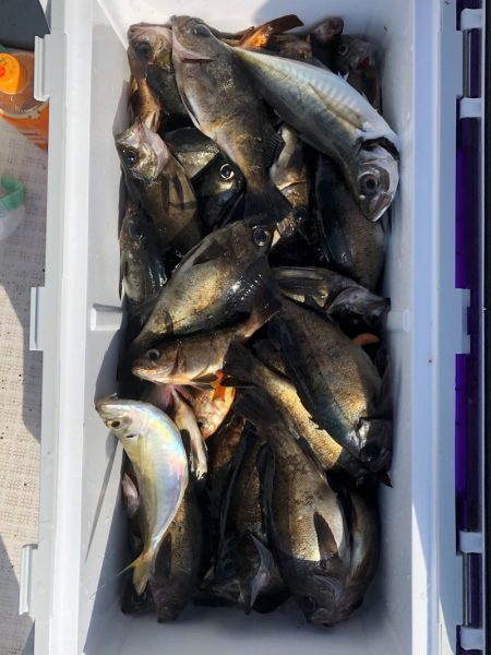 フィッシング キッタカ 釣果