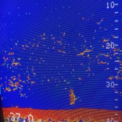 あみや渡船 JIGBOY 釣果