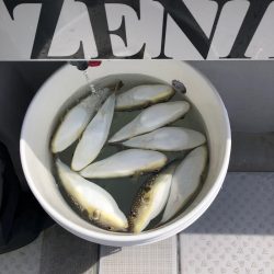 浜栄丸 釣果