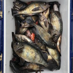 フィッシング キッタカ 釣果