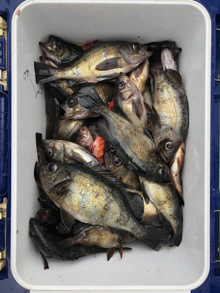 フィッシング キッタカ 釣果