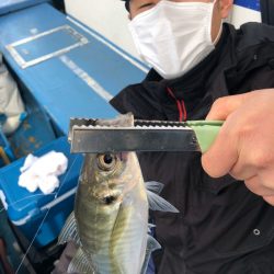 ヤザワ渡船 釣果