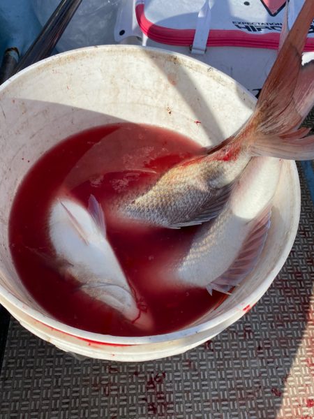 龍神丸(鹿児島) 釣果