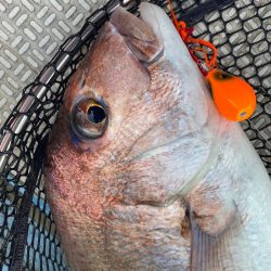 龍神丸(鹿児島) 釣果