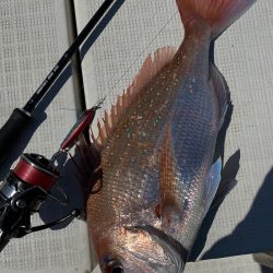 「LaGooN」蒼陽丸 日和号　 釣果