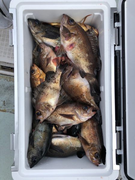 フィッシング キッタカ 釣果